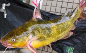 嘎魚是鯰魚嗎？嘎魚是黃辣丁嗎
