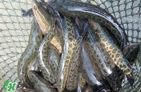 黑魚是什么魚？黑魚是鯰魚嗎