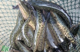 黑魚是發(fā)物嗎？黑魚是不是發(fā)物