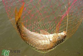 立夏怎么釣鯉魚？立夏釣鯉魚用什么餌料？