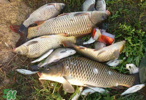 立夏怎么釣鯉魚？立夏釣鯉魚用什么餌料？