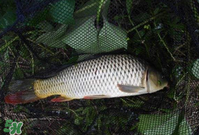立夏怎么釣鯉魚？立夏釣鯉魚用什么餌料？