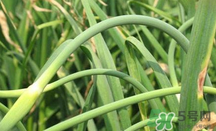 蒜薹什么時(shí)候采收？蒜薹什么時(shí)間抽