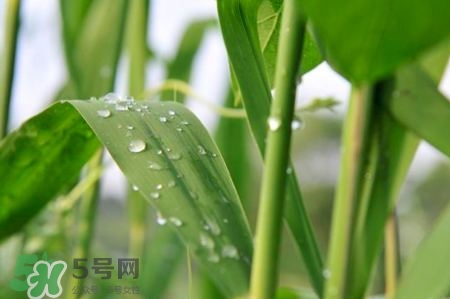 包粽子的葉子叫什么？包粽子的葉子怎么處理？