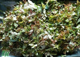 烏樹葉怎么做？烏樹葉怎么做好吃又簡單？