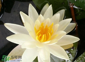 ?立夏是夏天嗎？?立夏是夏天的開始嗎？