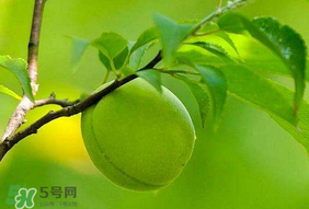 青梅不能和什么一起吃？青梅和什么相克？