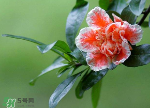 立夏開(kāi)什么花？立夏有什么花？