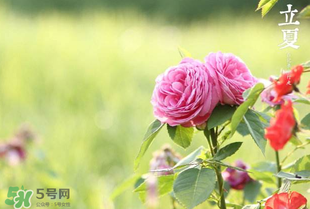 立夏開(kāi)什么花？立夏有什么花？