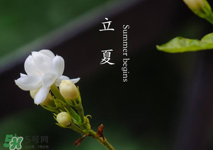 立夏開(kāi)什么花？立夏有什么花？