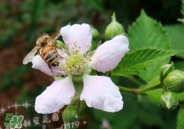 樹莓有毒嗎？樹莓有刺嗎？