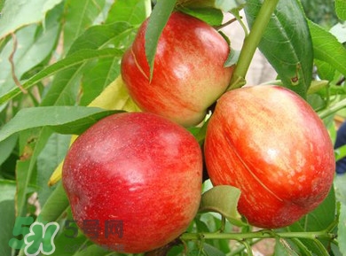 油桃一天吃幾個(gè)？孕婦一天能吃幾個(gè)油桃