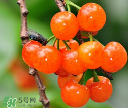 立夏嘗三新指的是什么？立夏嘗新活動