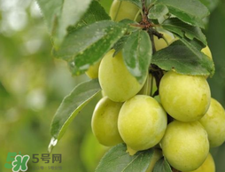 立夏嘗三新指的是什么？立夏嘗新活動