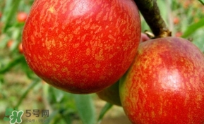 油桃一天吃幾個(gè)？孕婦一天能吃幾個(gè)油桃