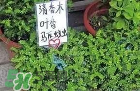 寶寶驅(qū)蚊產(chǎn)品哪個好？寶寶驅(qū)蚊用什么好？