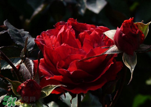 母親節(jié)可以送玫瑰花嗎？母親節(jié)送幾朵玫瑰花好？