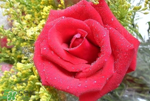 母親節(jié)可以送玫瑰花嗎？母親節(jié)送幾朵玫瑰花好？