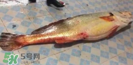 天價魚賣出347萬 金錢鳘為什么這么貴？