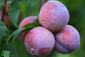 三華李怎么種植？三華李種植技術(shù)