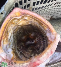 天價魚賣出347萬 金錢鳘為什么這么貴？
