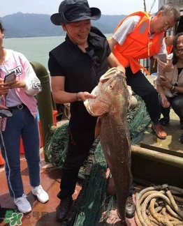 天價魚賣出347萬 金錢鳘為什么這么貴？