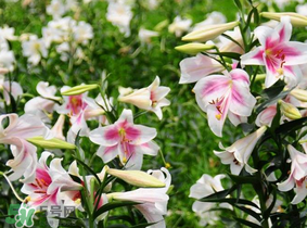 母親節(jié)可以送百合嗎？送母親百合花該送幾朵？