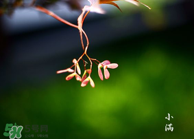 小滿是什么節(jié)氣？小滿是第幾個(gè)節(jié)氣？