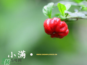 小滿是什么節(jié)氣？小滿是第幾個(gè)節(jié)氣？