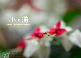 小滿是什么節(jié)氣？小滿是第幾個(gè)節(jié)氣？