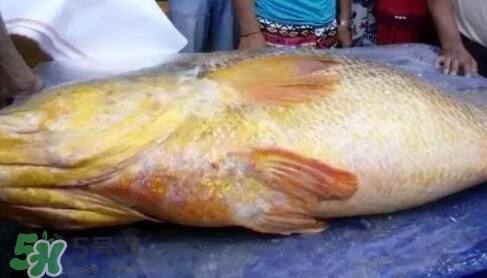 黃唇魚多少錢一斤？金錢鱉多少錢？