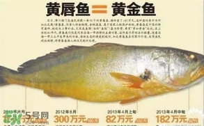 黃唇魚是什么魚？黃唇魚是淡水魚嗎