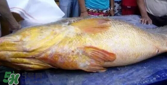 黃唇魚可以買賣嗎？黃唇魚買賣違法嗎？