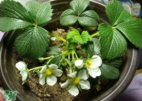菠蘿莓種子哪里有賣？哪里能買得到菠蘿莓種子？