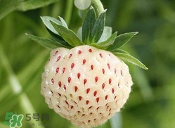 菠蘿莓種子哪里有賣？哪里能買得到菠蘿莓種子？