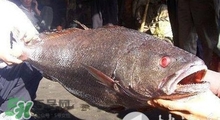 黃唇魚可以養(yǎng)殖嗎？黃唇魚能養(yǎng)殖嗎？