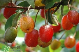 羊奶子什么時(shí)候成熟？羊奶子什么樣子