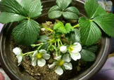 菠蘿莓種子哪里有賣？哪里能買得到菠蘿莓種子？