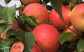 紅心蘋果多少錢一斤？紅肉蘋果價(jià)格