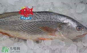 黃唇魚是黃花魚嗎？黃唇魚是黃魚嗎？