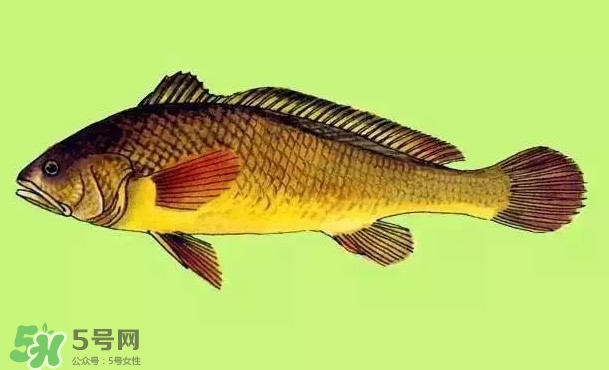 黃唇魚是黃花魚嗎？黃唇魚是黃魚嗎？
