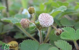 菠蘿莓種子哪里有賣？哪里能買得到菠蘿莓種子？