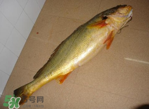黃唇魚是什么魚？黃唇魚是淡水魚嗎