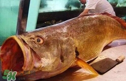 黃唇魚是什么魚？黃唇魚是淡水魚嗎