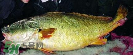 黃唇魚可以買賣嗎？黃唇魚買賣違法嗎？