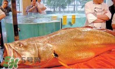 黃唇魚可以買賣嗎？黃唇魚買賣違法嗎？