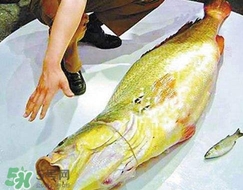 黃唇魚怎么做？黃唇魚怎么保存