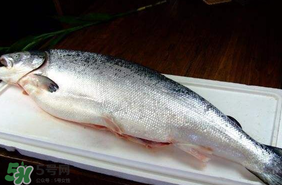 三文魚可以放多久？三文魚能放多久？