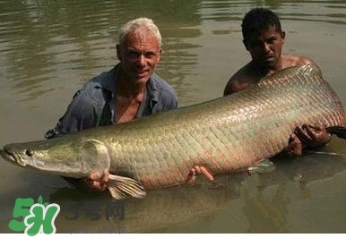 金錢鳘是什么魚？金錢鳘是淡水魚嗎？