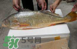 孕婦能吃金錢(qián)鱉嗎？懷孕期間能不能吃金錢(qián)鱉？